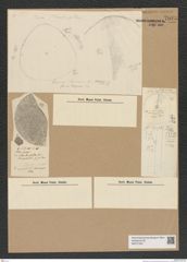 Diatomeae indet. Zeichnungen Sammlung Grunow Nr. 7993 (NHMW-BOT-W0377287)